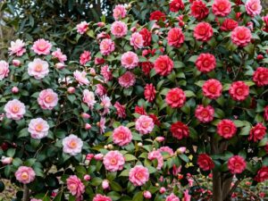 Colorful camellia flowers blooming in winter at Aiken Camellia Show