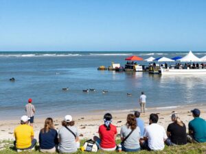Coastal view of wildlife event in Port Aransas