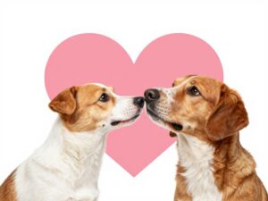 Graphic promoting the Spay it Forward campaign for responsible pet ownership