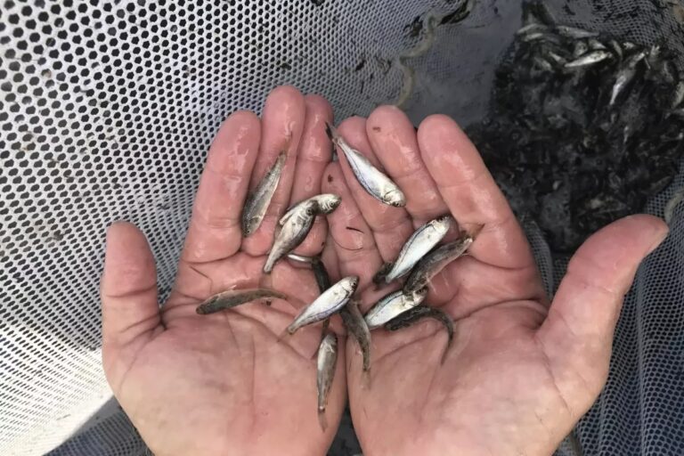 SC September fishing outlook: coast heats up, lakes turn